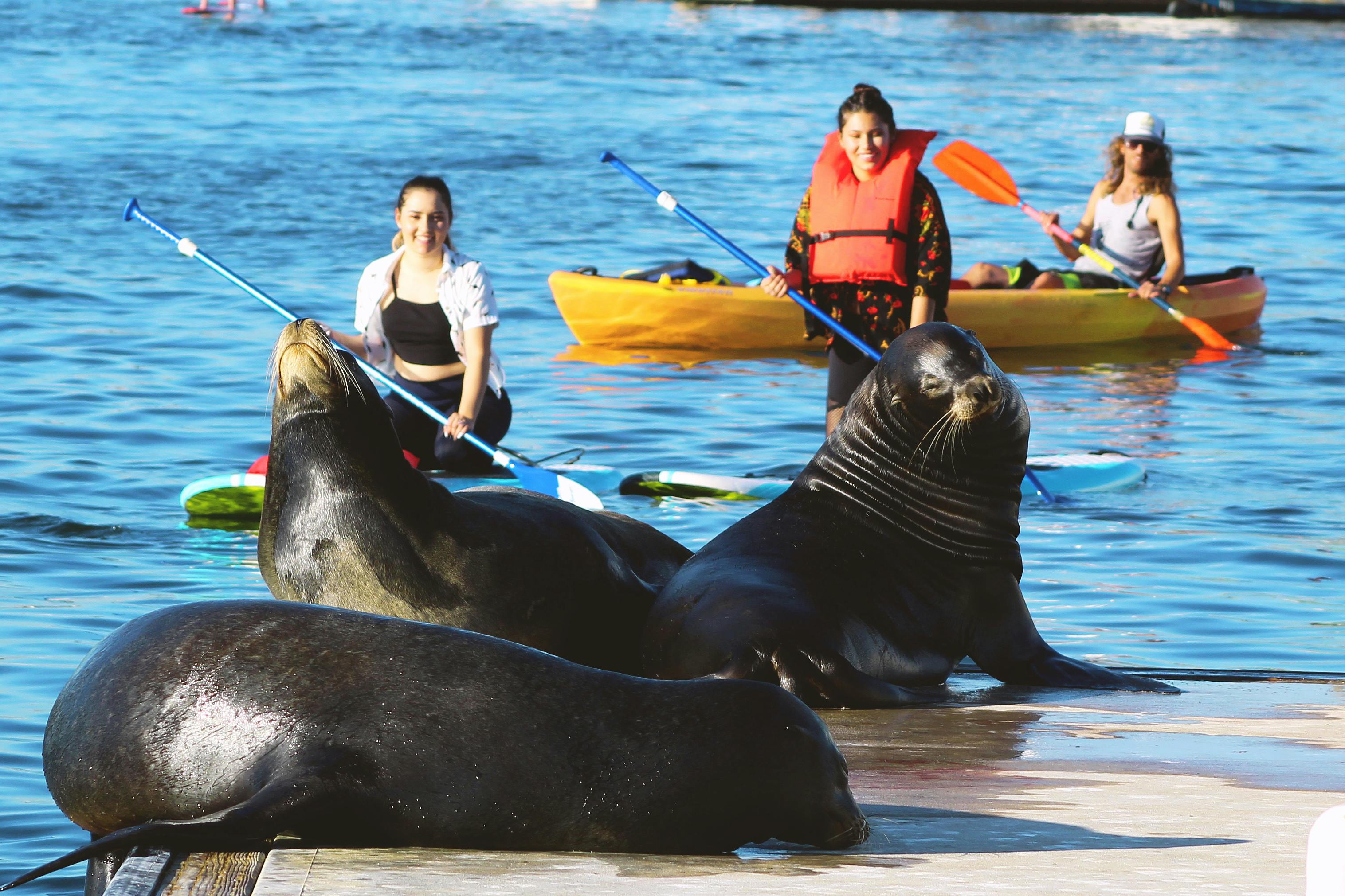 Marina Del Rey kajak- en paddleboard-tour met zeeleeuwen