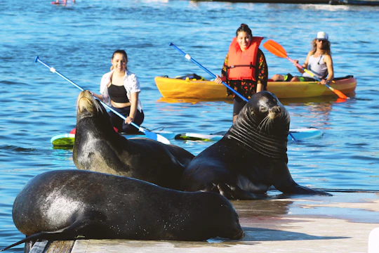 Marina Del Rey kayak and paddleboard tour with sea lions