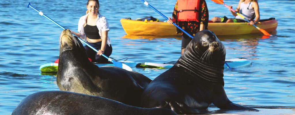 Passeio de caiaque e stand up paddle pela Marina Del Rey com leões marinhos