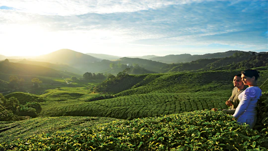 Private nature trip to Cameron Highlands from Kuala Lumpur