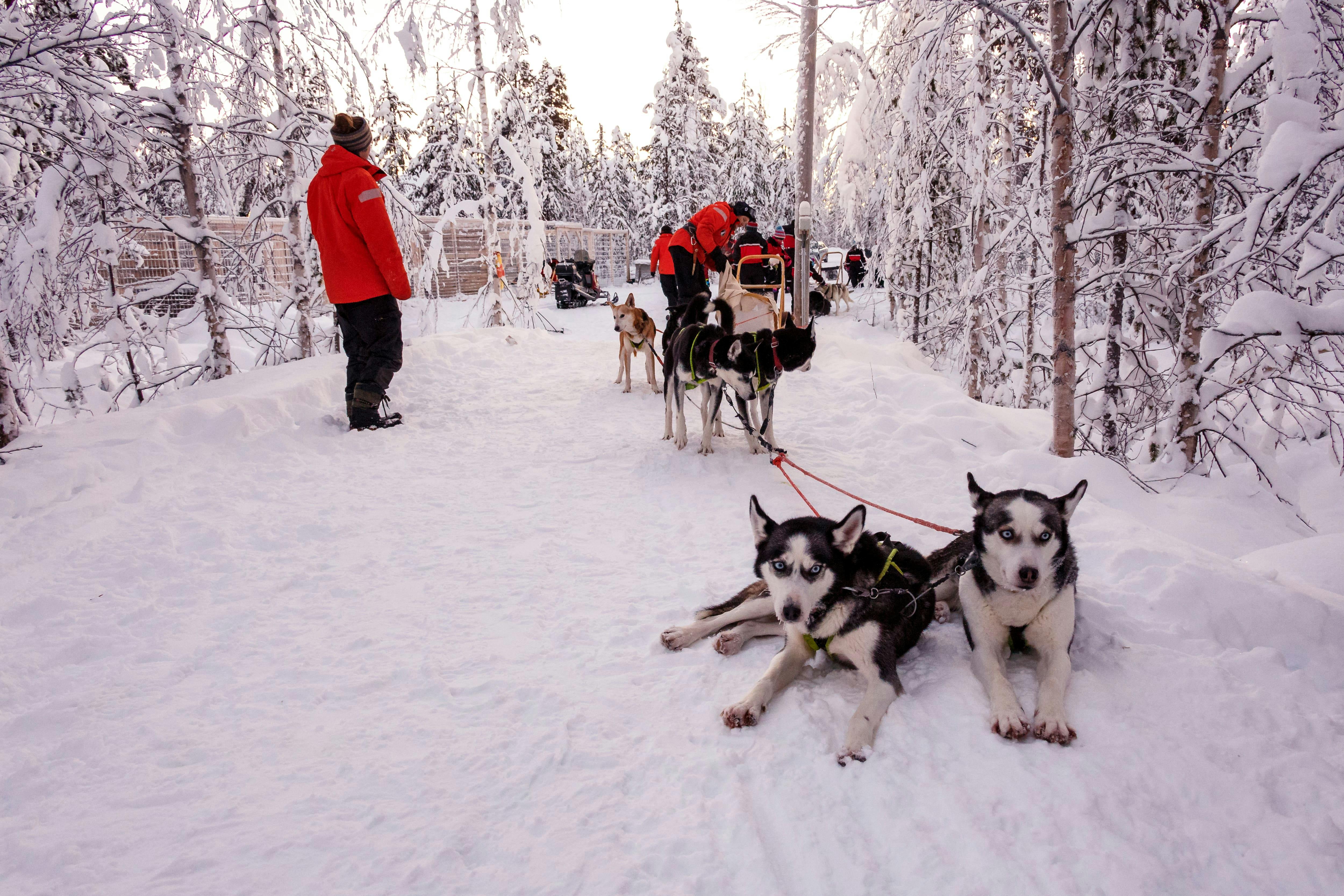 Luosto Husky Sleigh Tour