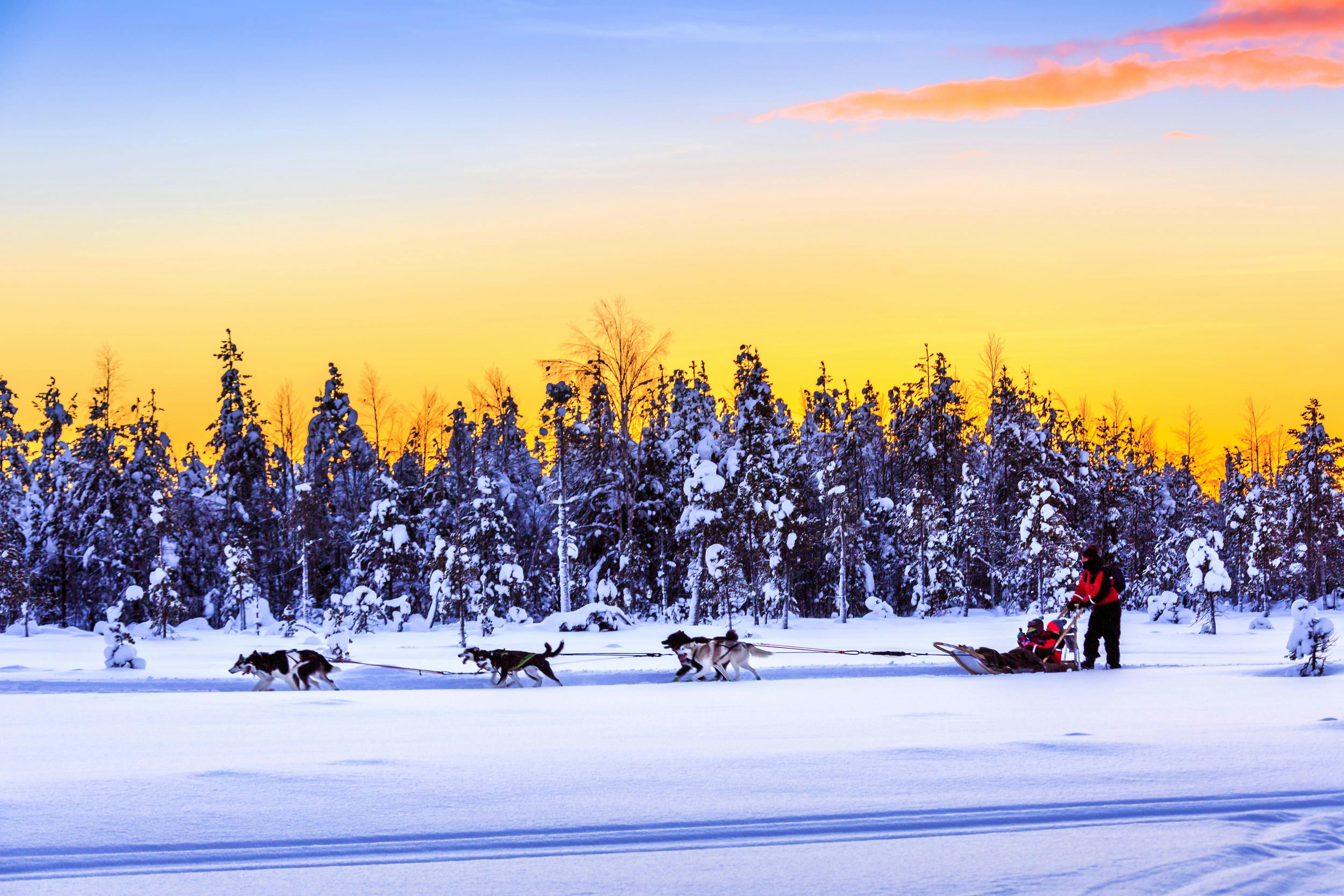 Luosto Husky Sleigh Tour