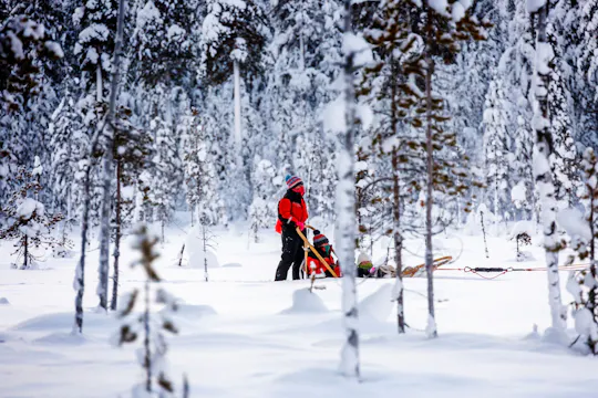 TUI Luosto husky sleigh tour