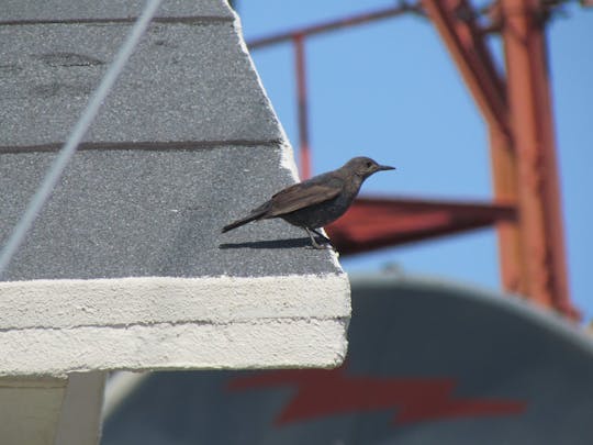 Ganztägige Vogelbeobachtung in Monchique