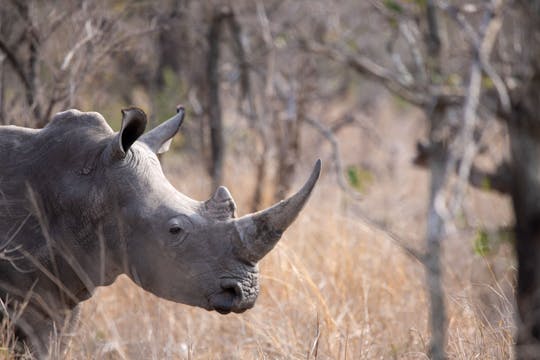 Excursão de dia inteiro ao Parque Nacional Kruger saindo de Joanesburgo