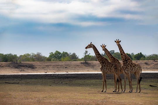 Excursão de dia inteiro ao Parque Nacional Kruger saindo de Pretória