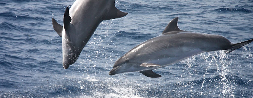 Avistamiento de delfines y Tarifa
