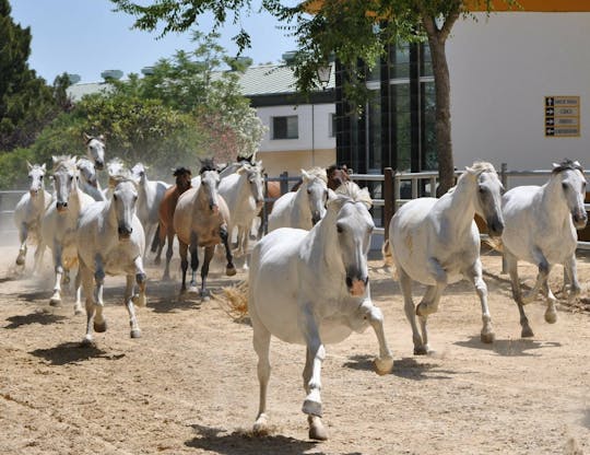 Yeguada y Medina La Cartuja