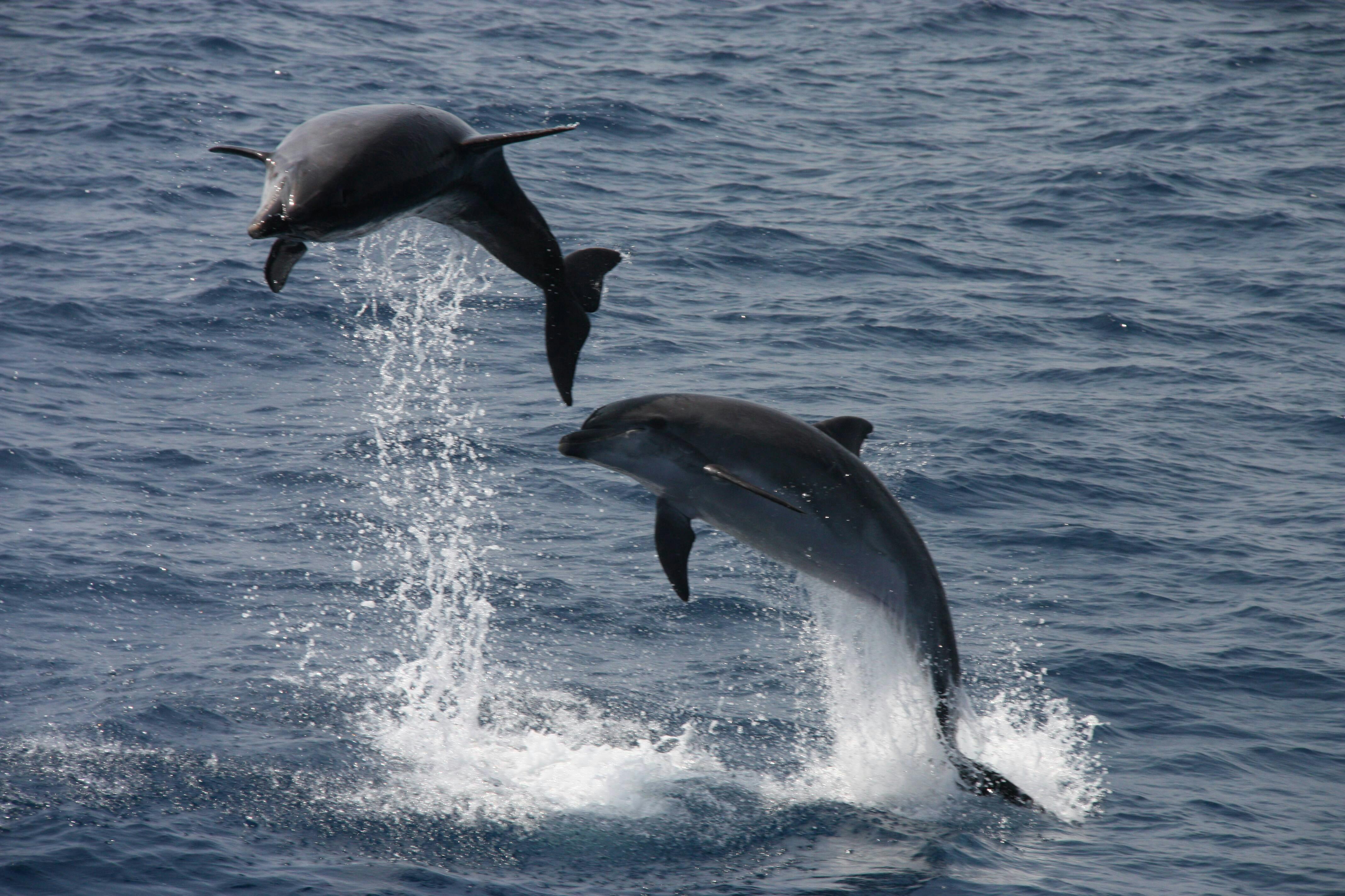 Dolphin Watching & Tarifa