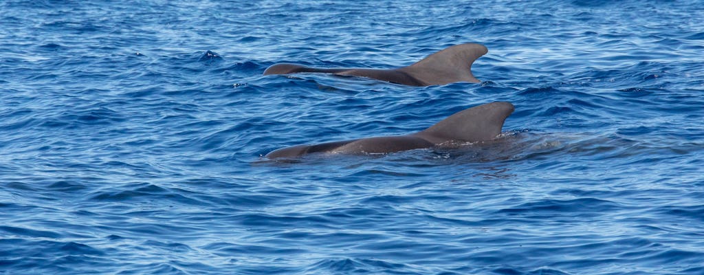 Całodniowy pakiet 4x4 i obserwacja delfinów na Faial