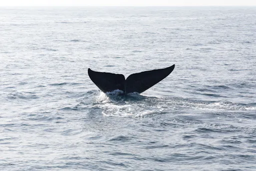 Full Day Whale & 4x4 Package in Faial