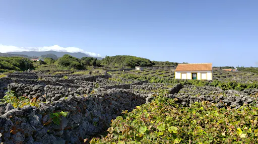 Eastern Terceira Minivan Tour