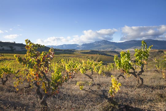 Visite de deux vignobles de La Rioja avec des pintxos de Vitoria