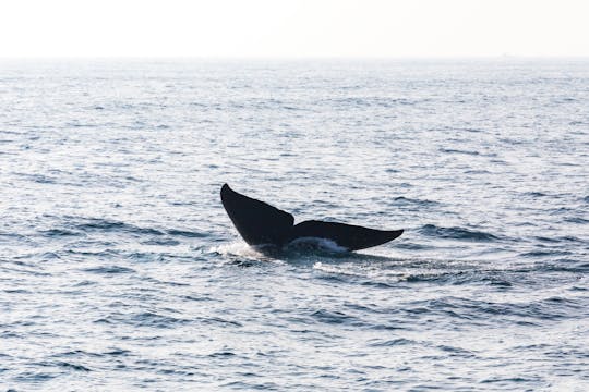 São Miguel Whale Watching & 4x4 Truck Tour