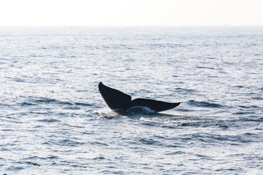 Observation des baleines à São Miguel et visite en camion 4x4
