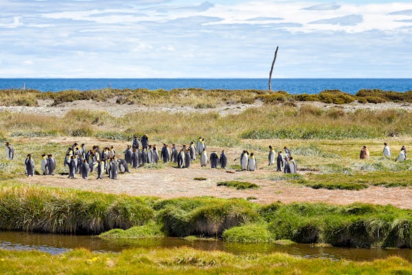 Excursión de día completo a Tierra del Fuego y la reserva natural Pingüino Rey