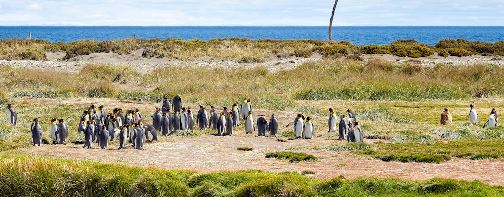 Excursión de día completo a Tierra del Fuego y la reserva natural Pingüino Rey
