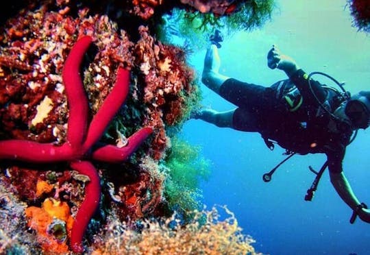 Open Water Diving Course with Norway Dive