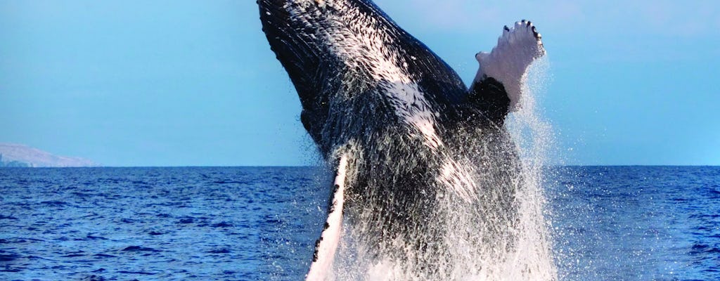 Crucero de avistamiento de ballenas en el oeste de Oahu