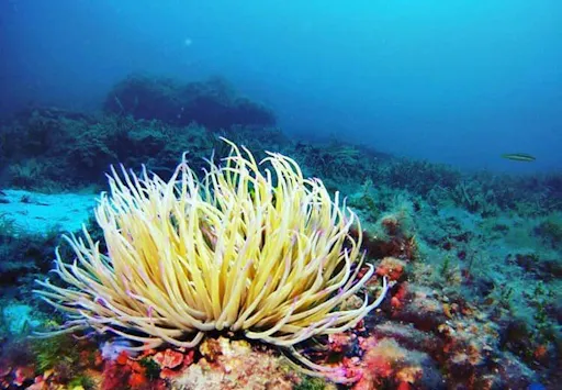 Snorkelling Experience with Norway Dive