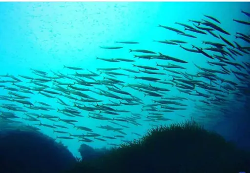 Snorkelling Experience with Norway Dive