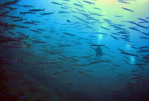 Snorkelling Experience with Norway Dive