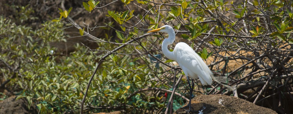 Puerto del Morro, Bird Island and dolphin watching tour