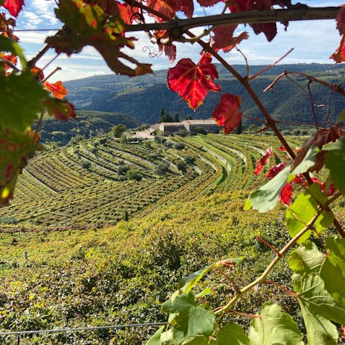 Discover Valpolicella with a winemaker