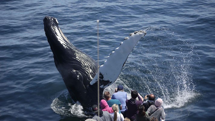Passeio de observação de baleias no Aquário da Nova Inglaterra