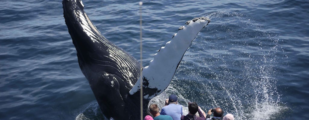 Tour de avistamiento de ballenas en el acuario de Nueva Inglaterra