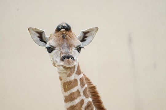 Eintrittskarte für den Zoo von Amnéville