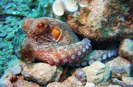 Snorkelen met Norway Dive
