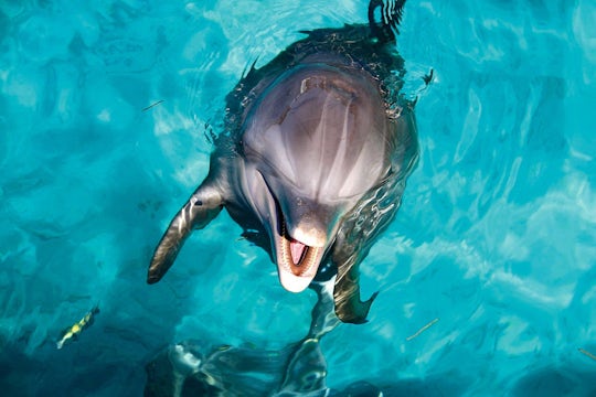 Dolphin Swim Experience & Speedboat Ride