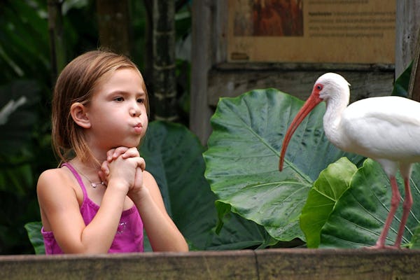 Billet d'entrée aux Flamingo Gardens