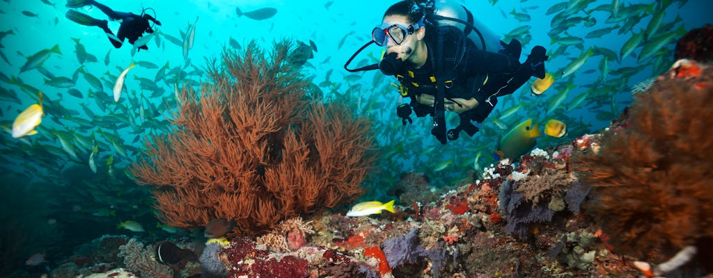 Scuba diving experience for beginners in Sharm el-Sheikh