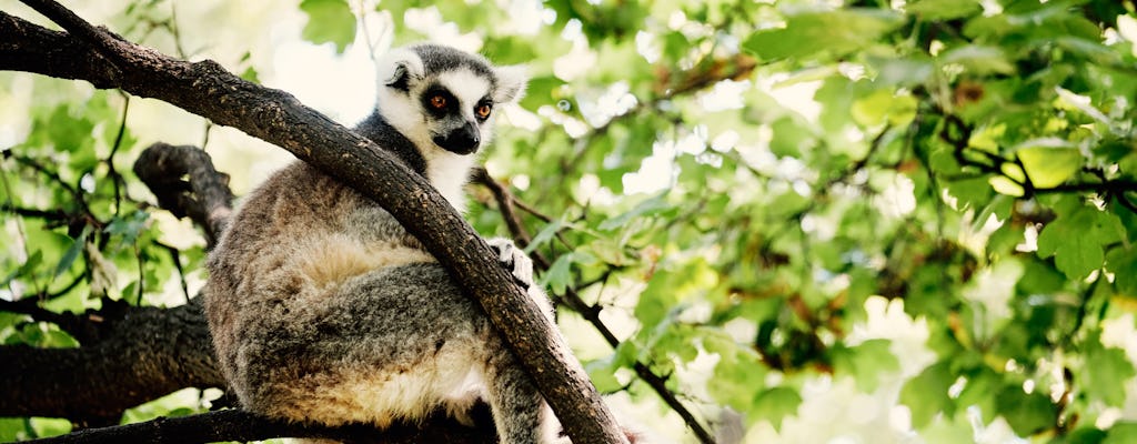 Bilhete sem filas para o Zoológico de Varsóvia com transporte particular