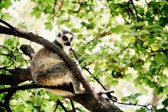 Warsaw Zoo skip-the-line ticket with private transportation