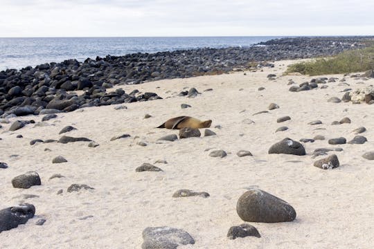 Rondleiding door het eiland Lobos vanaf het eiland San Cristobal