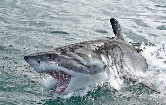 Gansbaai duiken in kooien met haaien