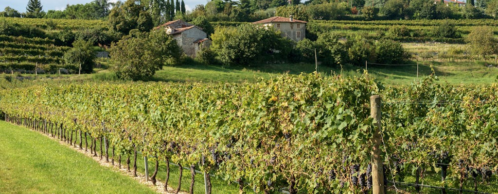 Valpolicella half-day tour with Amarone wine tasting