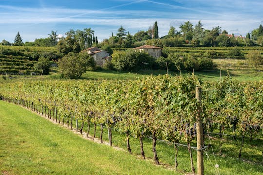 Excursion d'une demi-journée à Valpolicella avec dégustation de vin Amarone