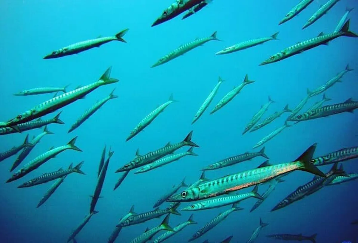 Snorkelling Experience with Norway Dive