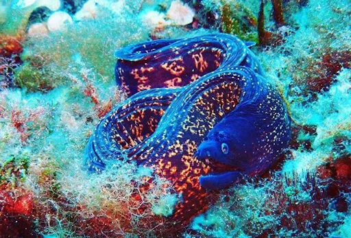 Snorkelling Experience with Norway Dive