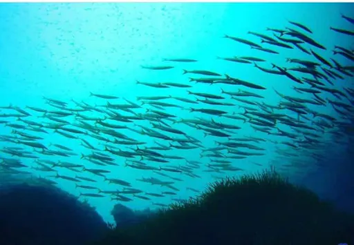 Snorkelling Experience with Norway Dive