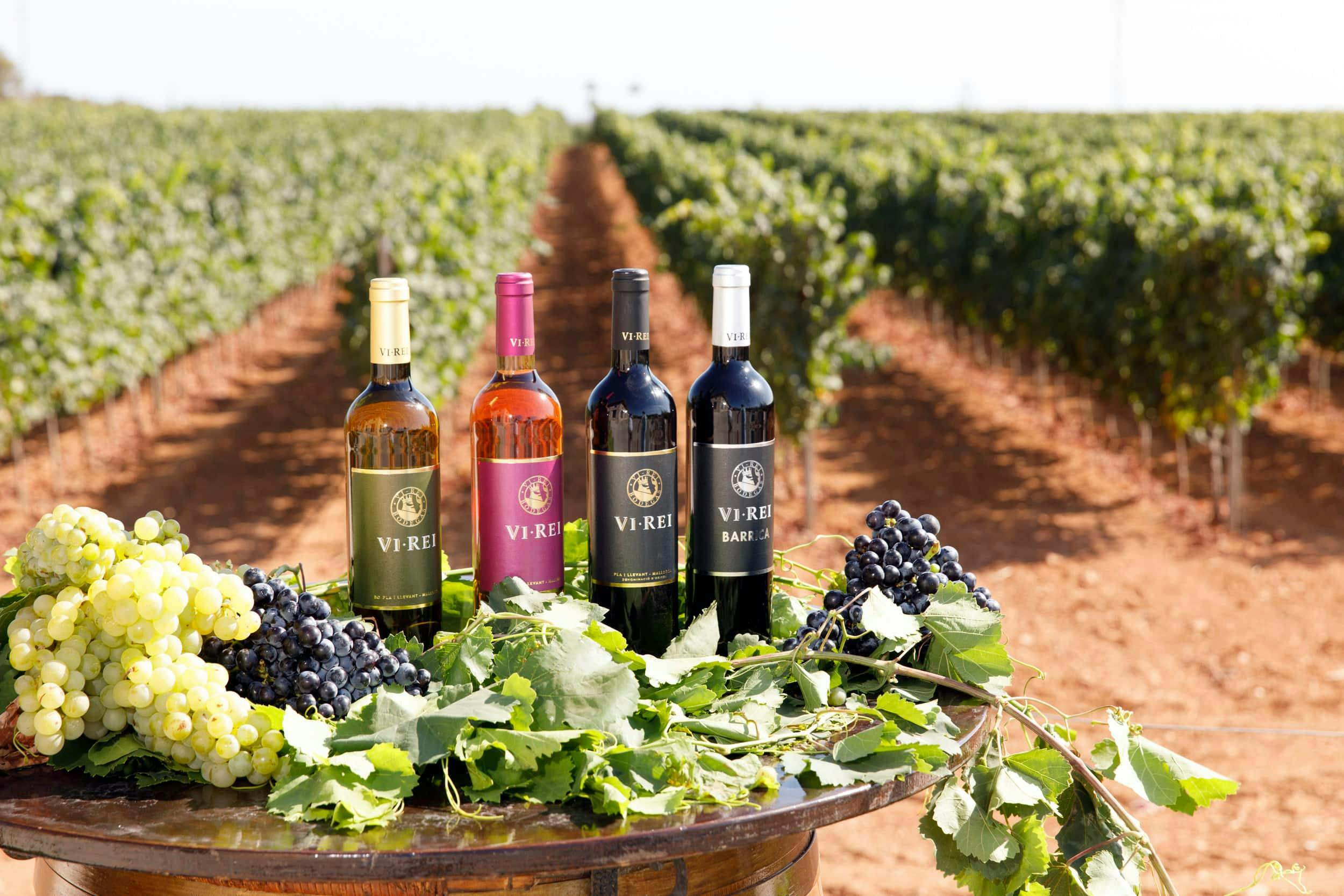 Visite de la cave Bodegas Vi Rei