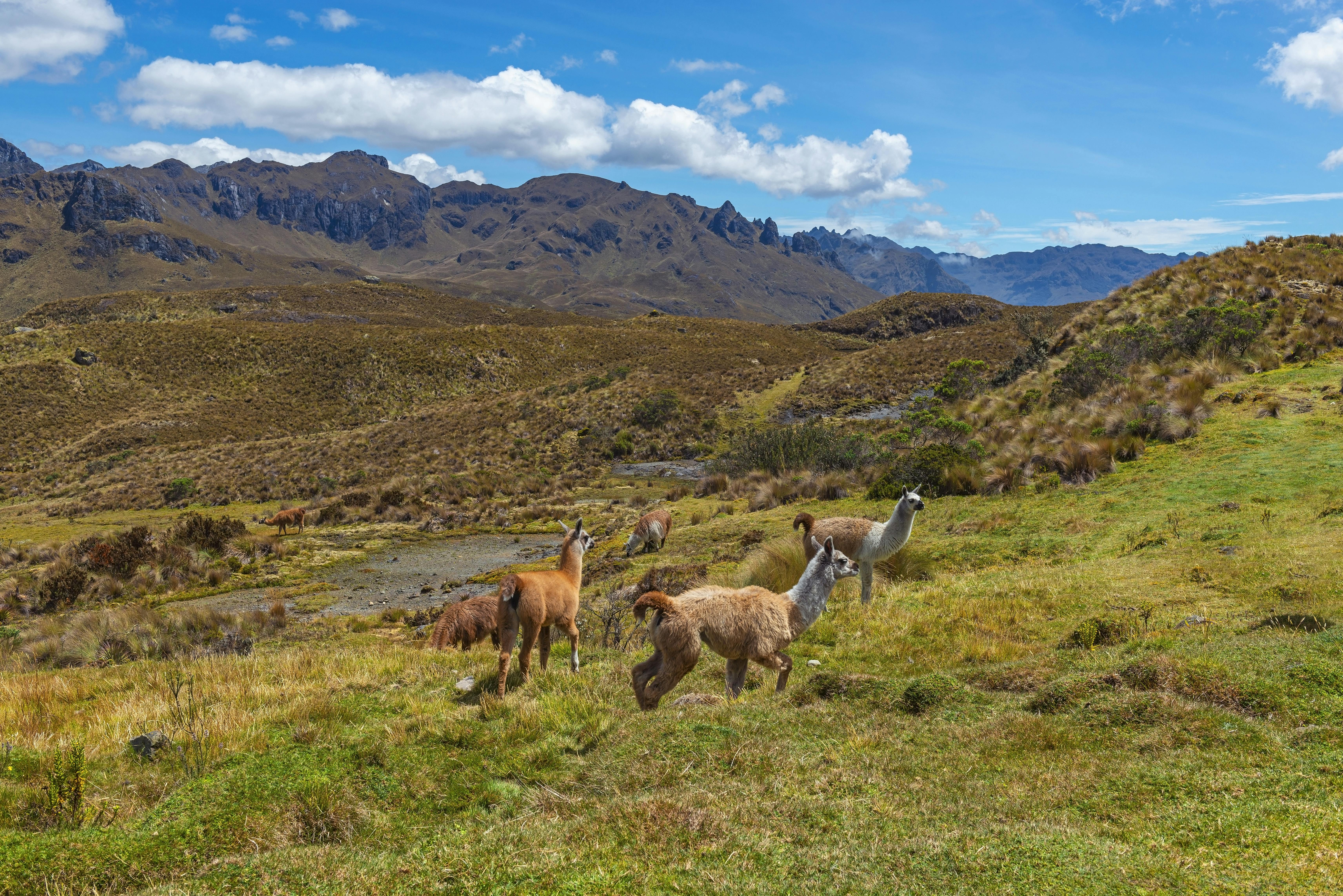 Cajas National Park tour with cocoa farm visit from Guayaquil or Cuenca
