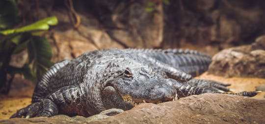 Entradas al zoológico de Gdansk Oliwa con transporte privado