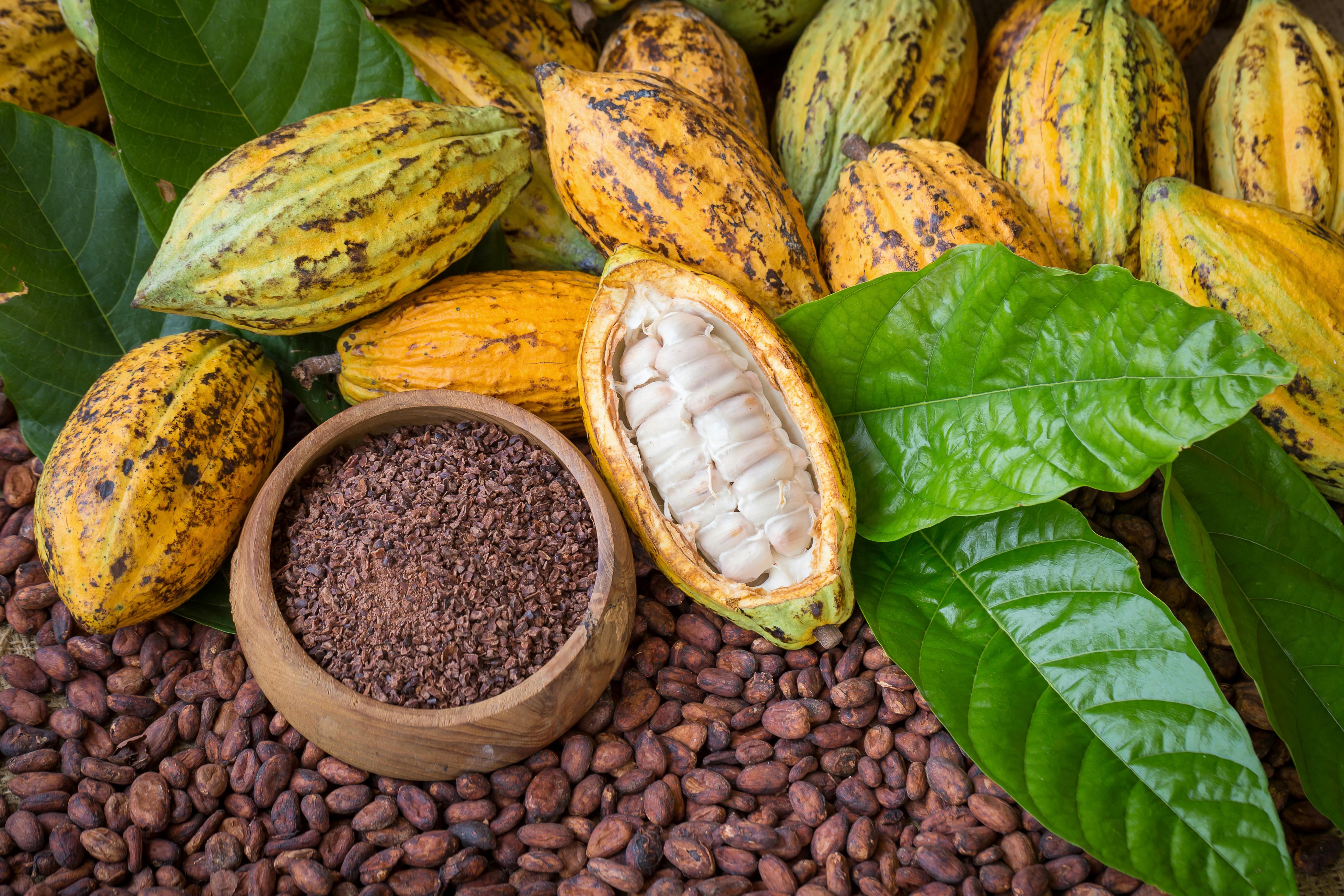 Цены на какао бобы. Сорт Криолло какао бобов. Какао Криолло Колумбия. Сасао Бобы. Колумбия какао Бобы.