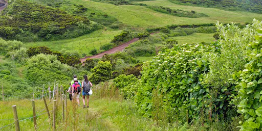 Half-Day Caldeira Walking Tour in Faial