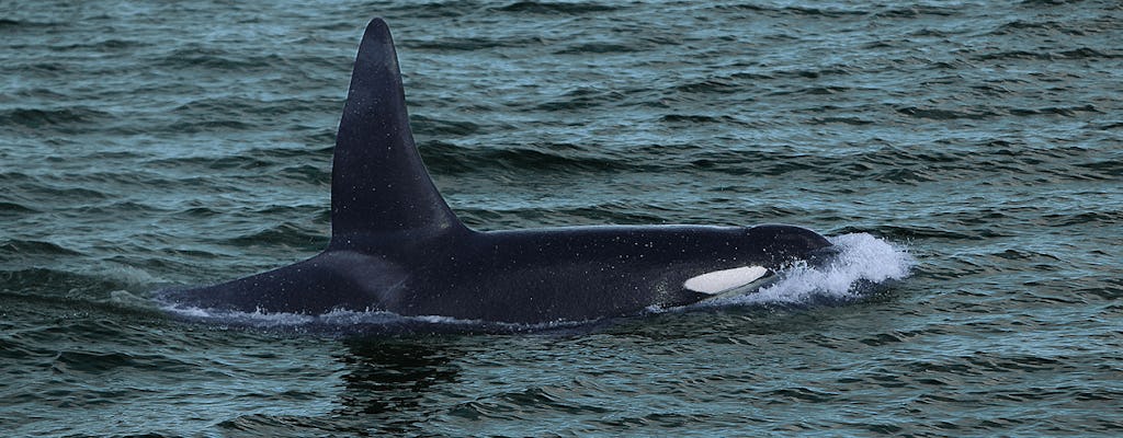 Croisière de luxe privée d'observation des baleines à Reykjavik